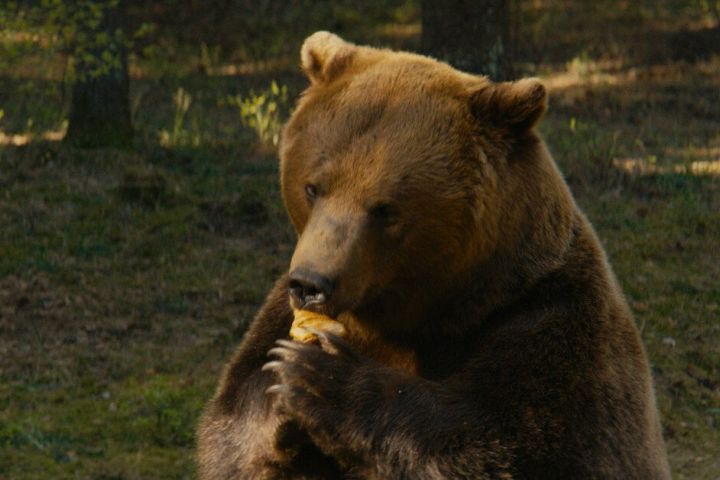 Мой папа — медведь 2